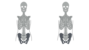 肋骨の開きライン