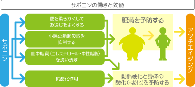 サポニンの図説