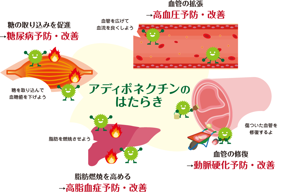 アディポネクチンの図説