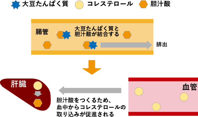 大豆たんぱく質とコレステロールの関係