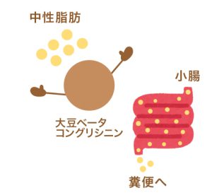 β-コングリシニン