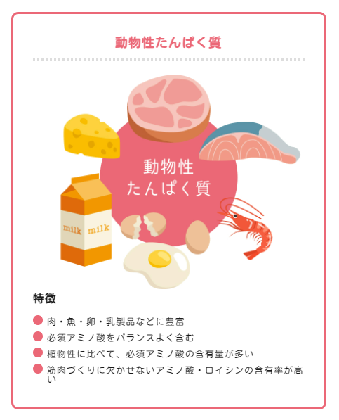 動物性タンパク質の特徴