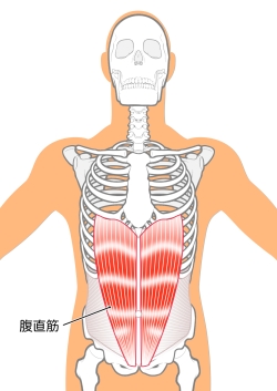 腹直筋