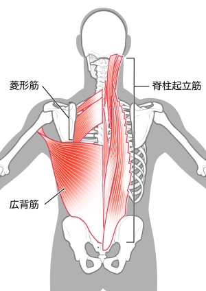 脊柱起立筋