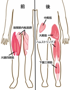 下半身の筋肉
