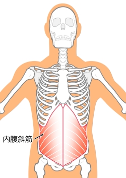 内腹斜筋