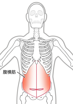 腹横筋